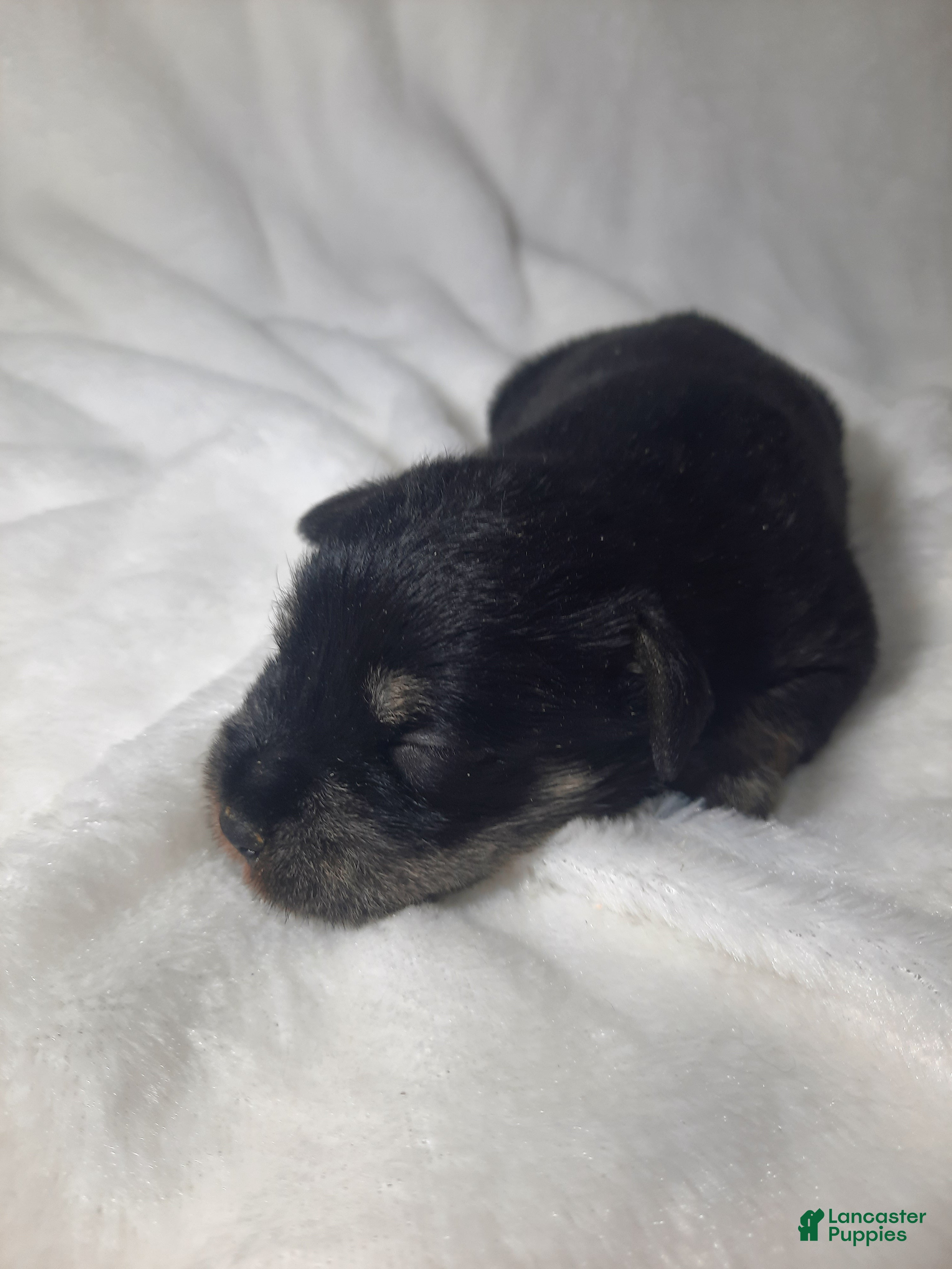 Miniature Schnauzer dogs AKC Oreo - Ad 24