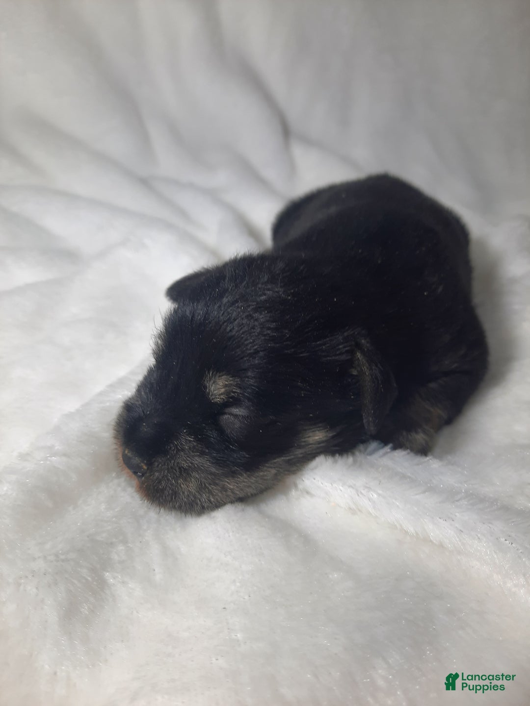 Miniature Schnauzer dogs for sale: AKC Oreo - Ad 1