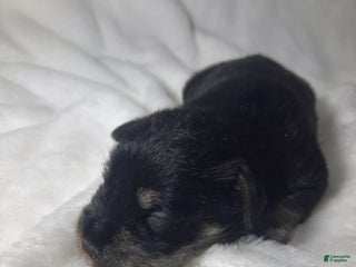 Miniature Schnauzer dogs AKC Oreo - Ad 24