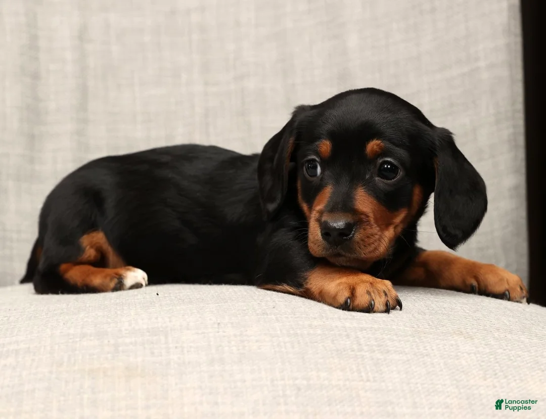 Miniature Dachshund dogs for sale: Sammy - Ad 8