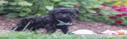 Yorkiepoo dogs for sale: Ricky - Ad 5
