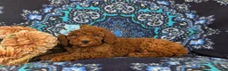 Miniature Poodle dogs for sale: Gabie 10 lbs Full Grown - Ad 5