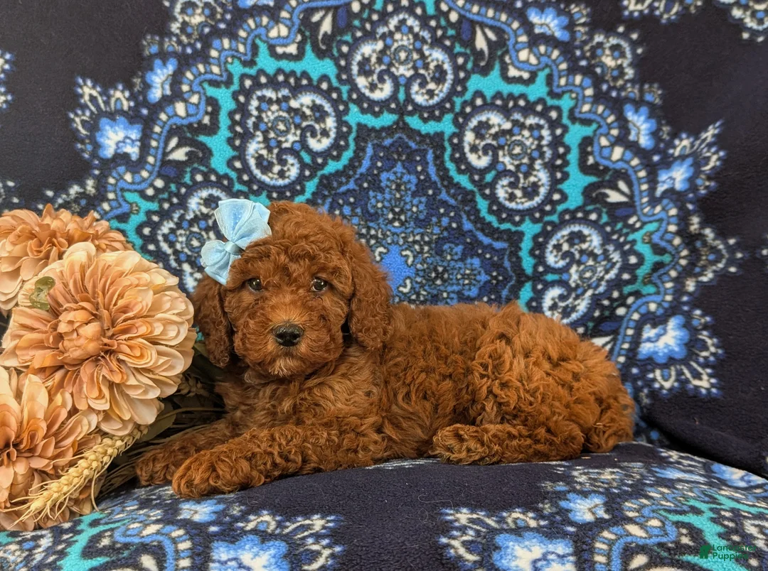 Miniature Poodle dogs for sale: Gabie 10 lbs Full Grown - Ad 5