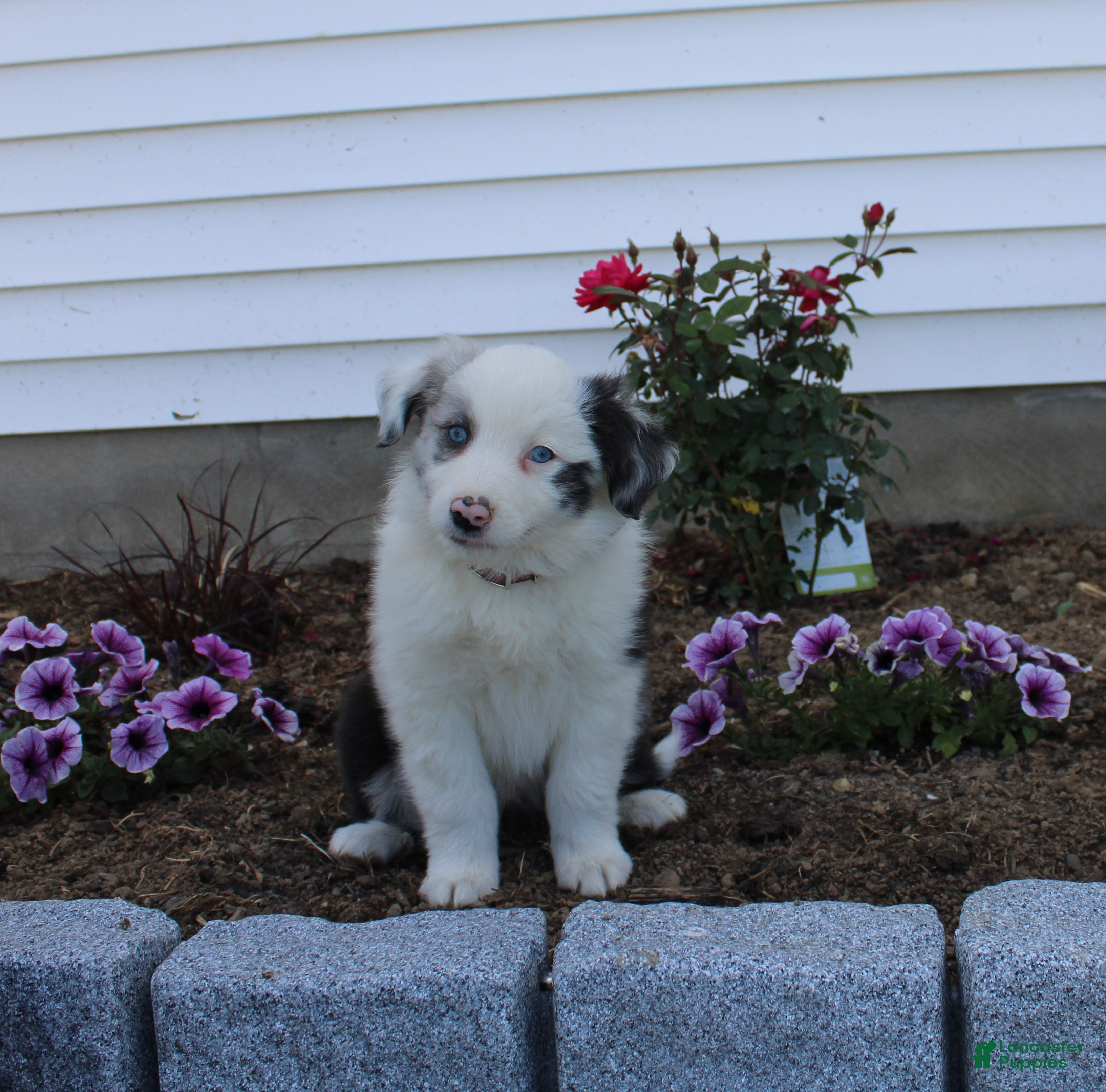 Australian Shepherd dogs Marble - Ad 34