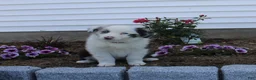 Australian Shepherd dogs for sale: Marble - Ad 1