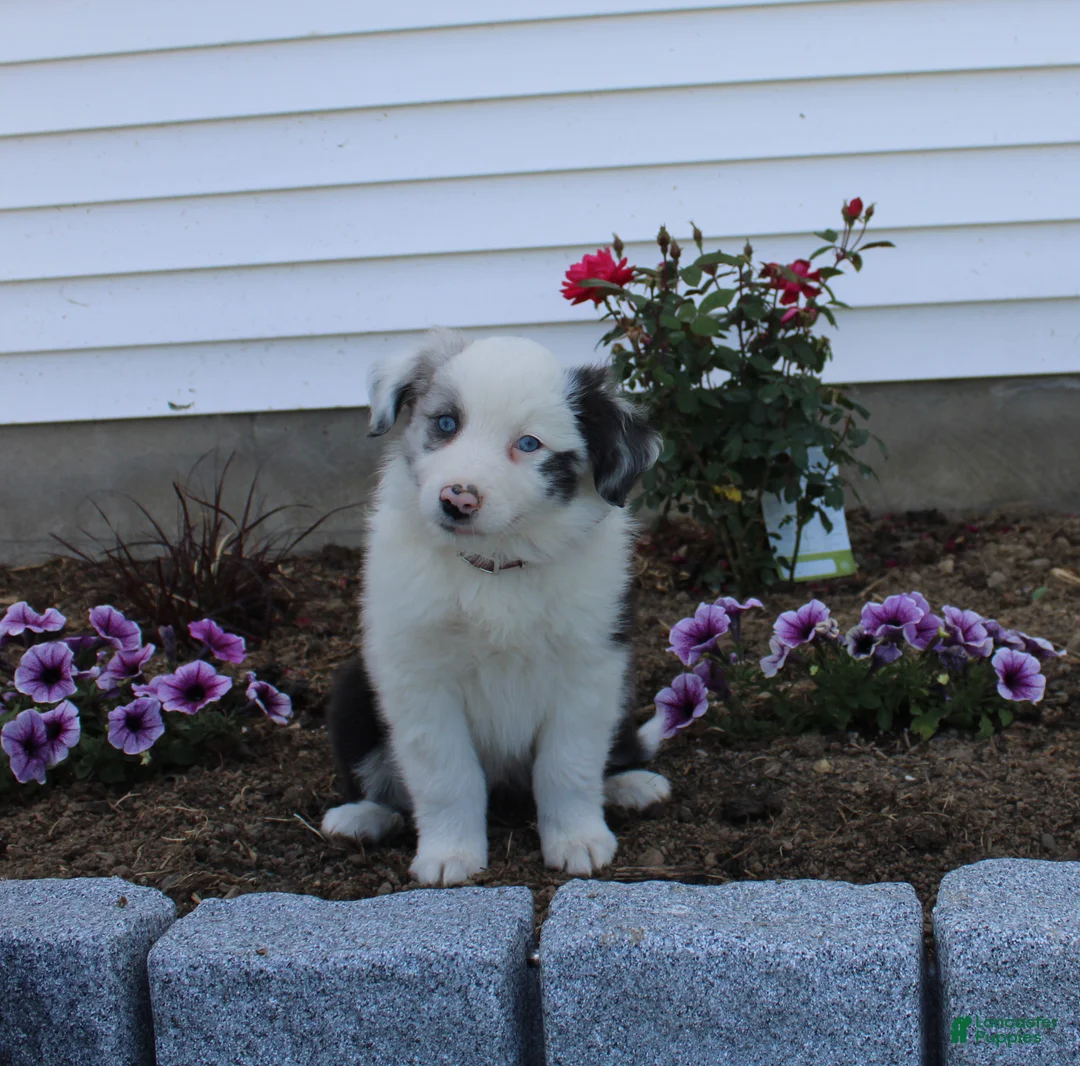 Australian Shepherd dogs for sale: Marble - Ad 1