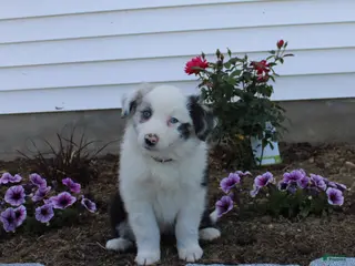 Australian Shepherd dogs Marble - Ad 34