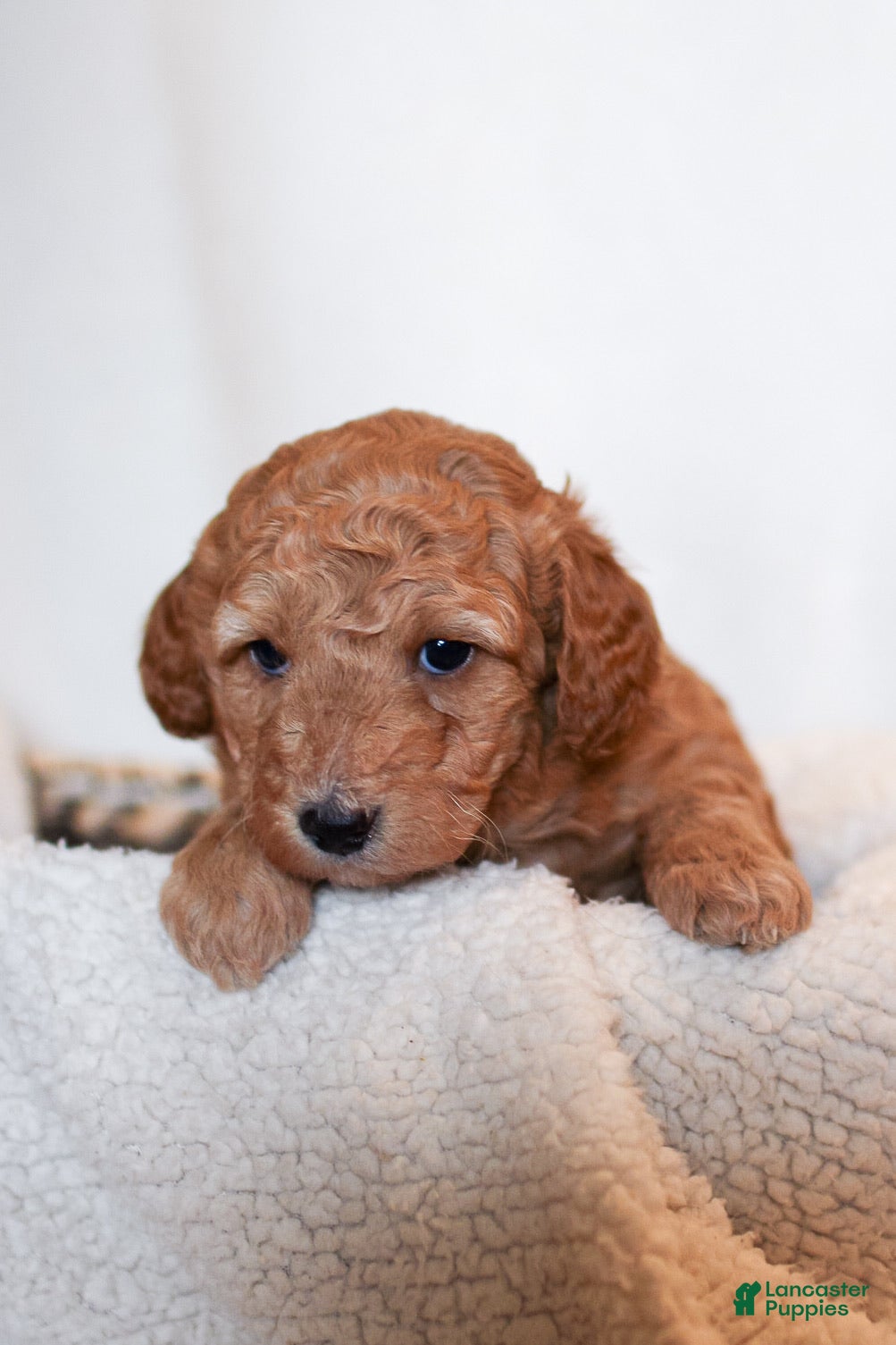 Mini Bernedoodle dogs Duke  - Ad 41