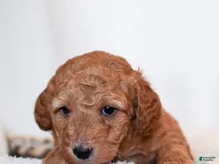 Mini Bernedoodle dogs Duke - Ad 41