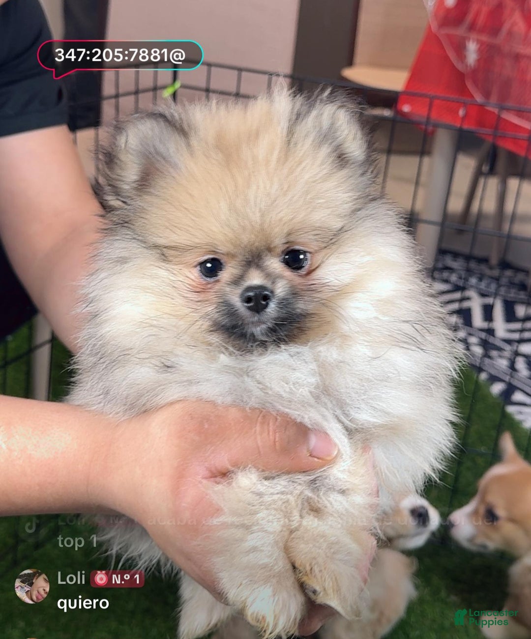 Pomeranian dogs for sale: chuty - Ad 2