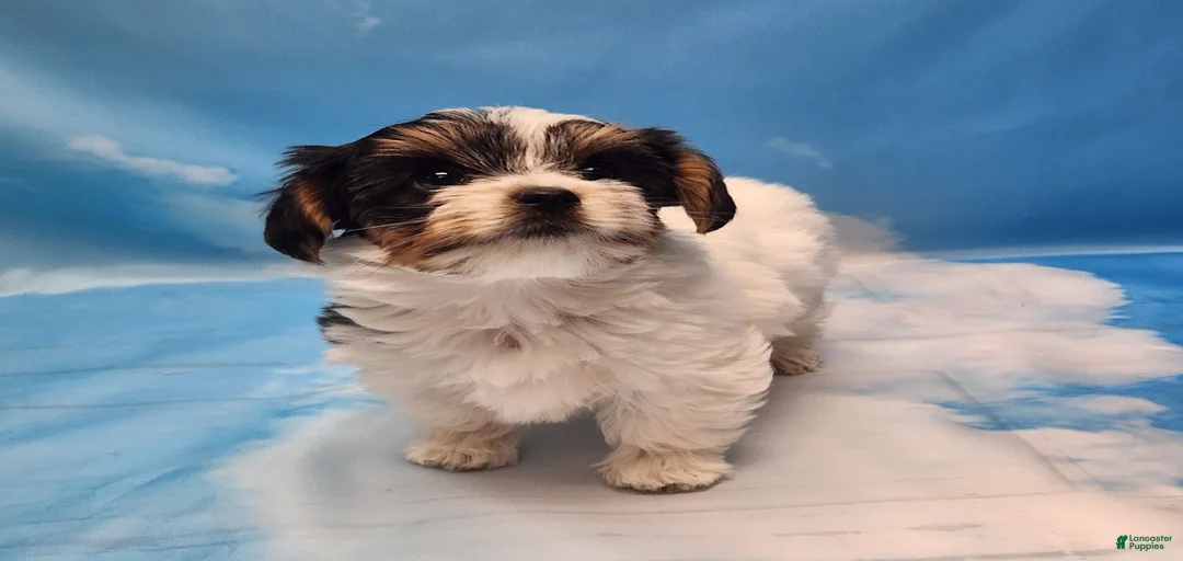 Gallery Image {{count}}