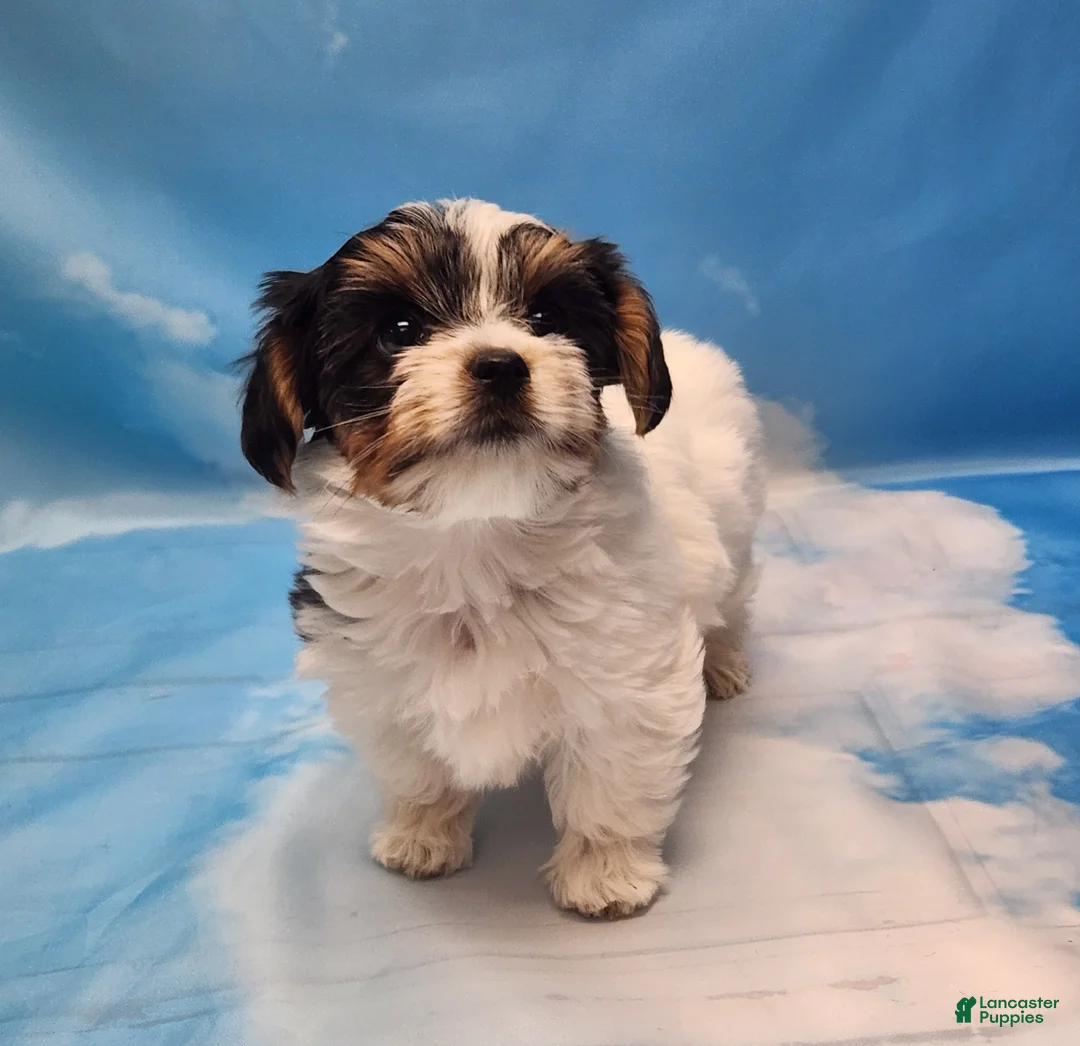 Gallery Image {{count}}