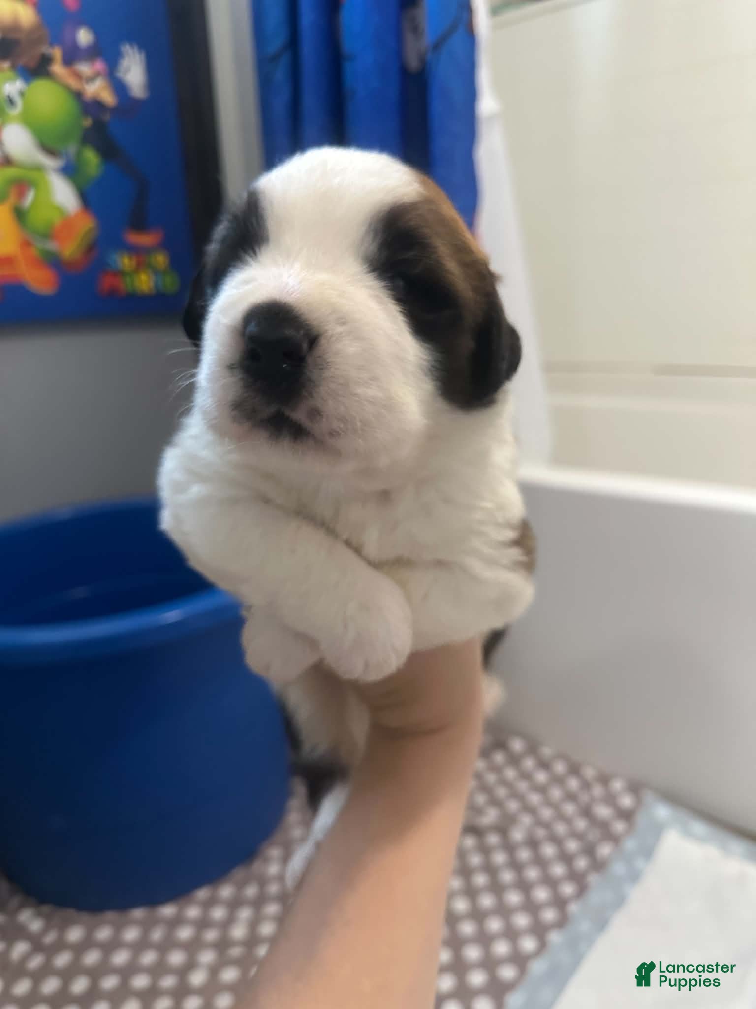 Saint Bernard dogs for sale: Bowser  - Ad 2