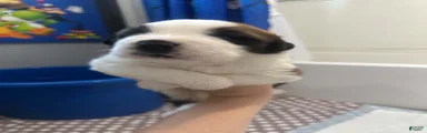 Bowser 