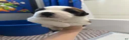 Saint Bernard dogs for sale: Bowser  - Ad 1