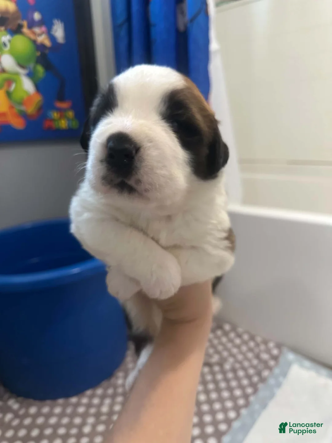 Saint Bernard dogs for sale: Bowser  - Ad 1