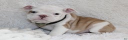 English Bulldog dogs for sale: Patrick - Ad 1