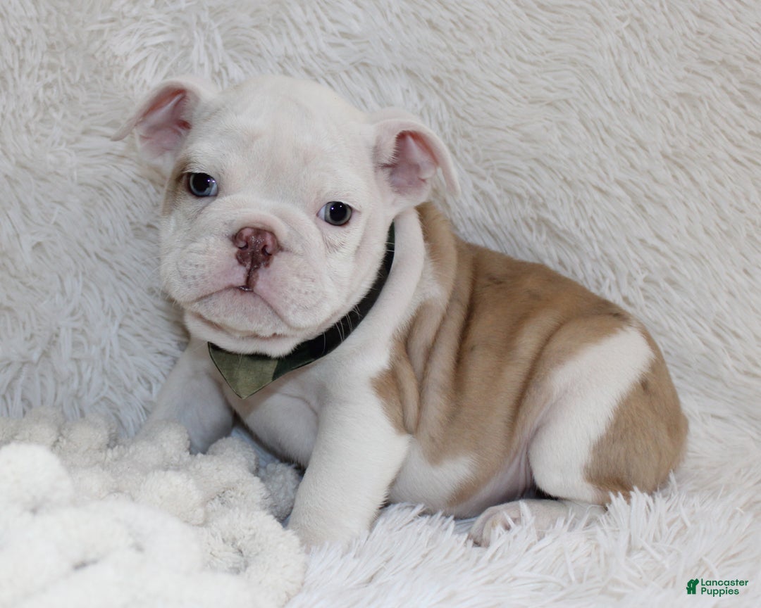 English Bulldog dogs for sale: Patrick - Ad 1