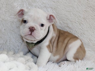 English Bulldog dogs Patrick - Ad 36