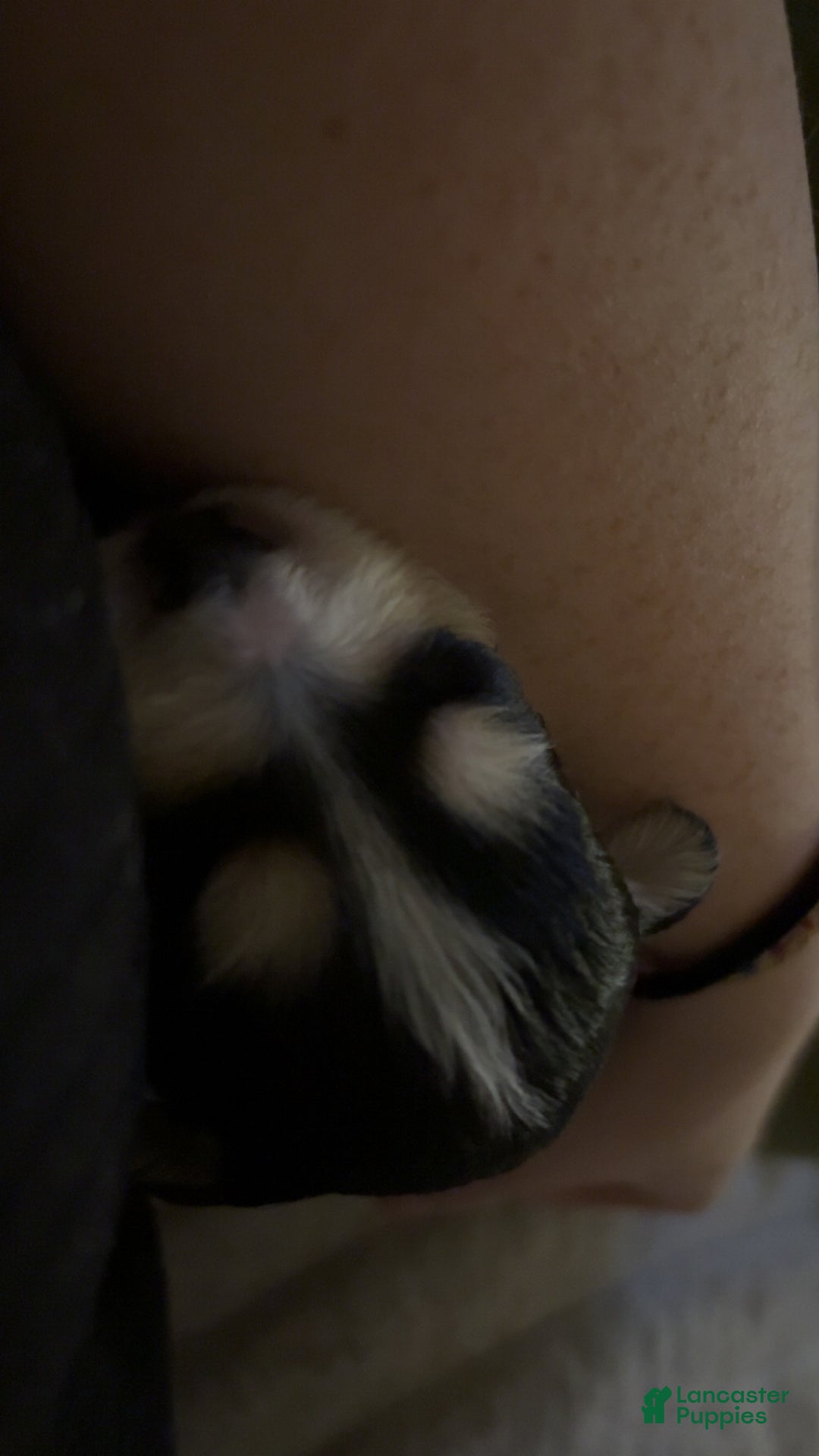 Mixed Breed dogs for sale: Amour - Ad 4