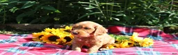 Mixed Breed dogs for sale: Posey - Irish Goldendoodle  - Ad 20
