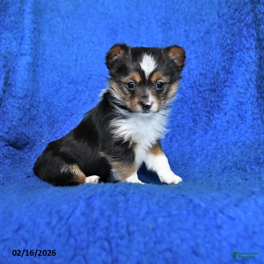 Mixed Breed dogs for sale: Sportie - Ad 1