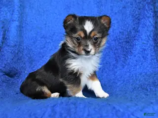 Mixed Breed dogs for sale: Sportie - Ad 2