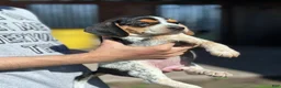 Beagle dogs for sale: Buttercup  - Ad 3