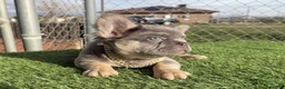 French Bulldog dogs for sale: Rocky🩶Rare Lilac Tan Fluffy in LA, CA - USA DELIVERY & FINANCING OPTIONS AVAILABLE! - Ad 13