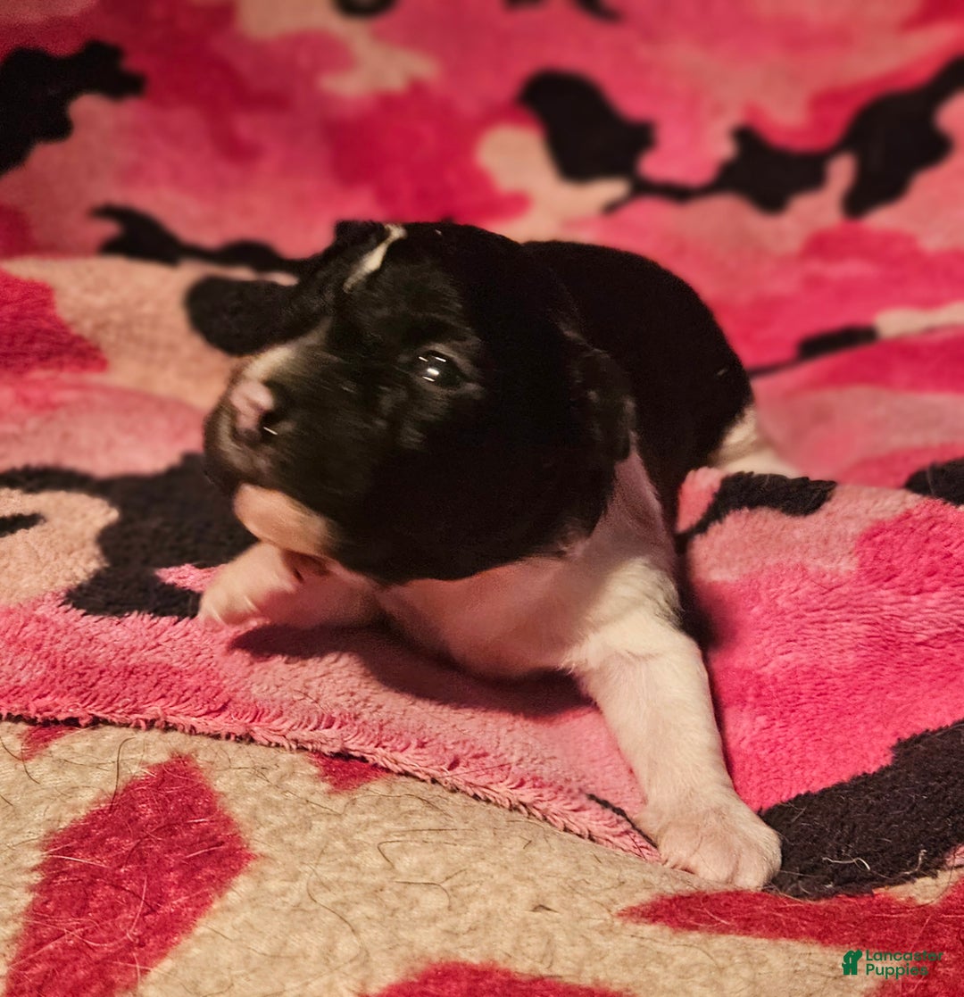 Chihuahua dogs for sale: Cindy - Ad 3