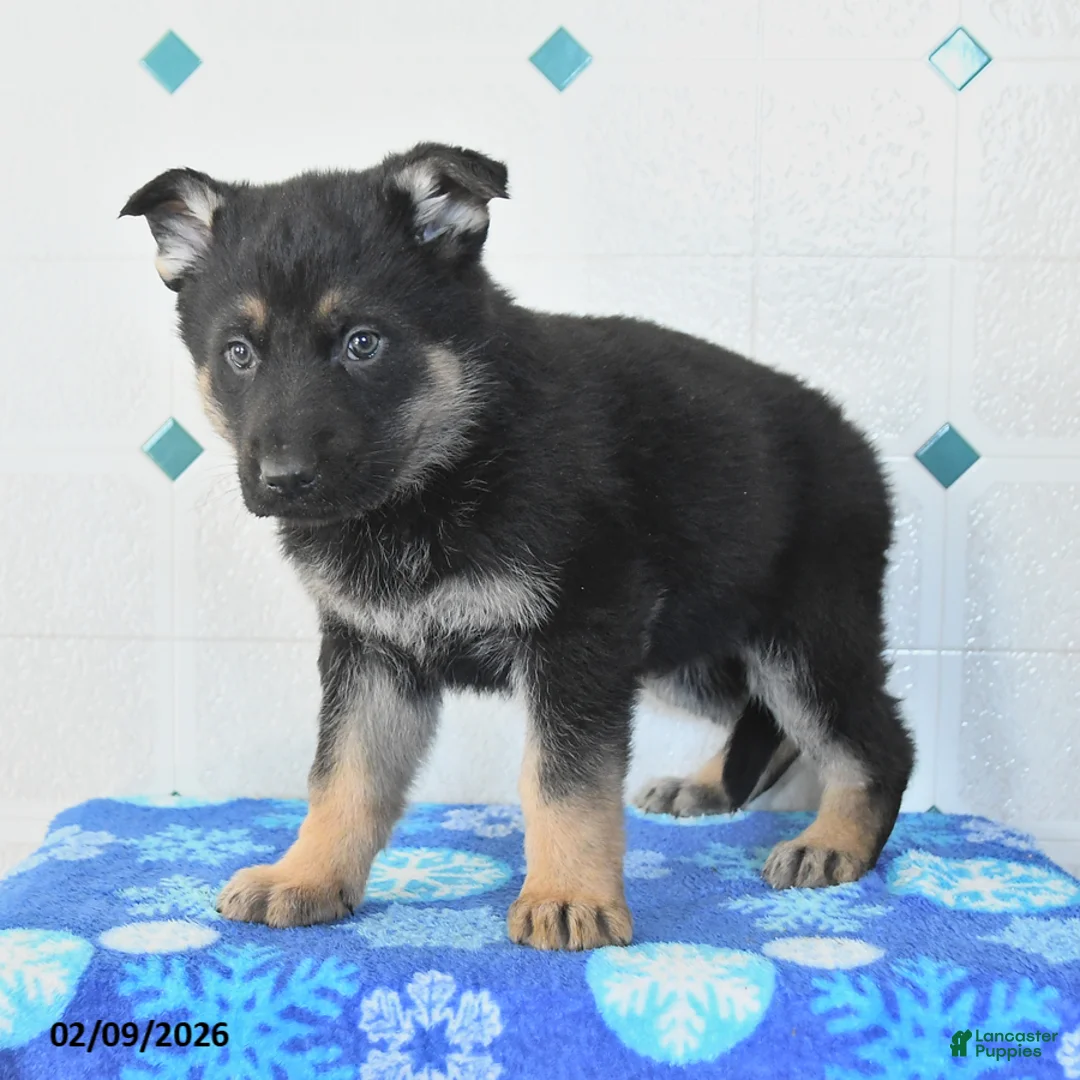 German Shepherd dogs for sale: Utah - Ad 2