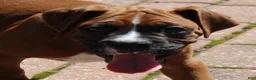 Boxer dogs for sale: Atticus - Ad 5
