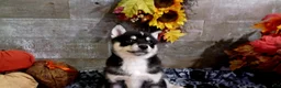 Pomsky dogs for sale: Niles - Ad 1