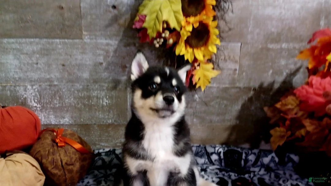 Pomsky dogs for sale: Niles - Ad 1
