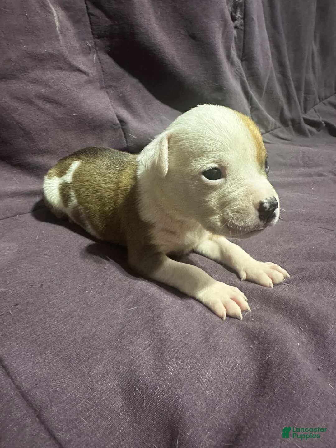 Mixed Breed dogs for sale: Mixed Pit Green - Ad 2