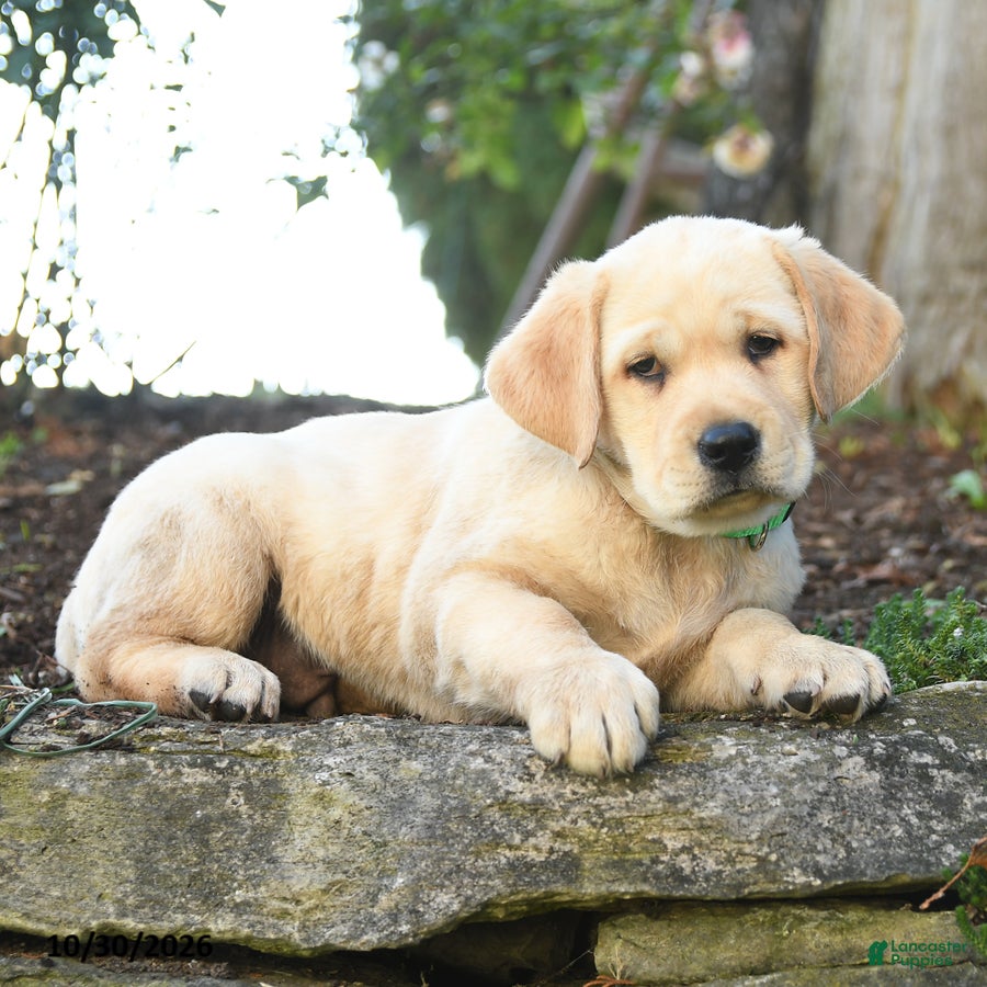 Labrador Retriever dogs for sale: Alfred - Ad 2
