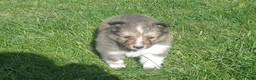 Shetland Sheepdog dogs for sale: Shetland Sheepdog 2 - Ad 4