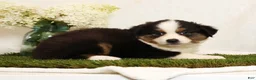 Miniature Australian Shepherd dogs for sale: Princess - Ad 5