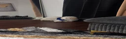 Goldendoodle dogs for sale: Goldendoodle Puppy 1 - Ad 2