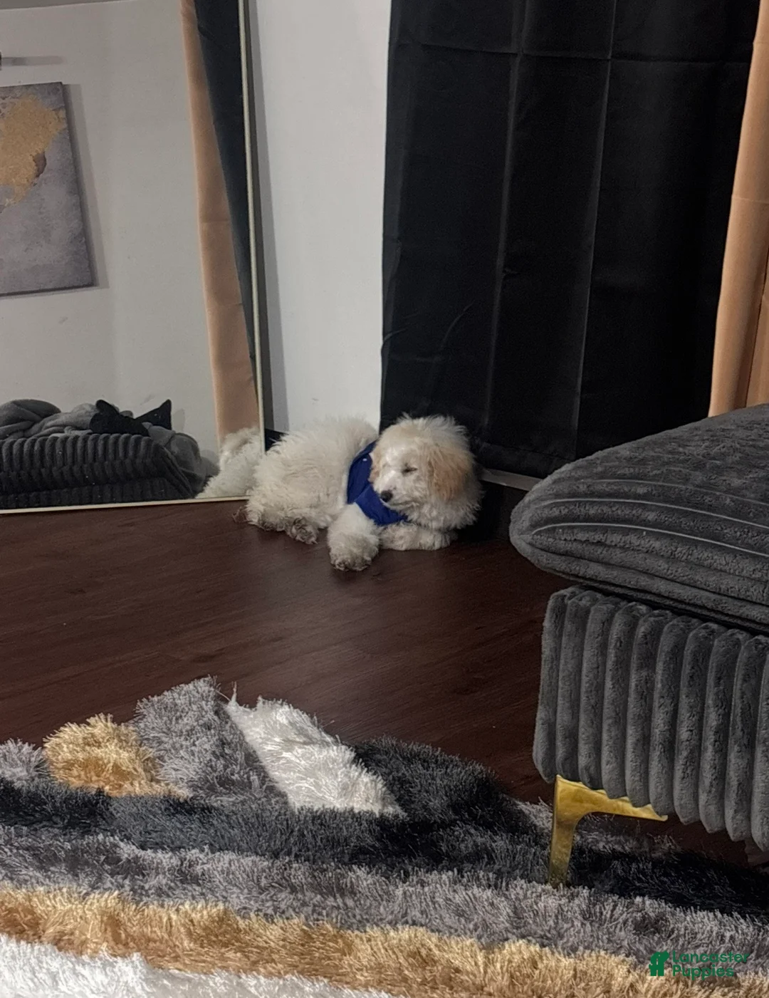 Goldendoodle dogs for sale: Goldendoodle Puppy 1 - Ad 2