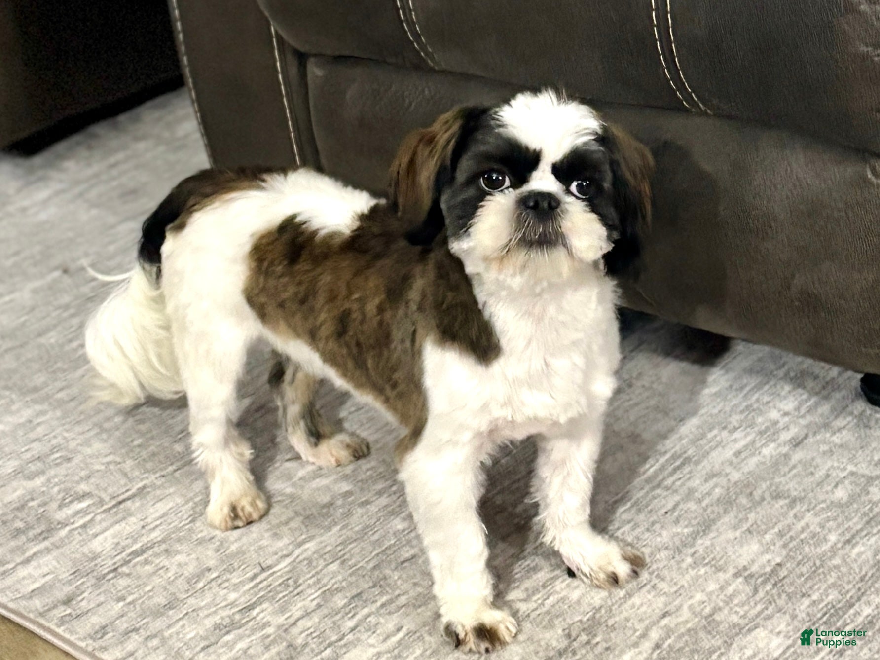 Shih Tzu dogs for sale: Spriggs - Ad 2