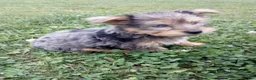 Yorkshire Terrier dogs for sale: Rufas - Ad 3