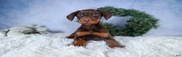 Doberman Pinscher dogs for sale: TOBY - Ad 13