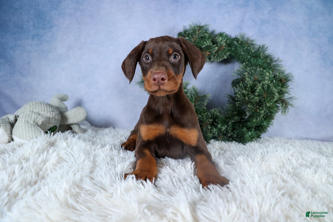 Doberman Pinscher dogs for sale: TOBY - Ad 13