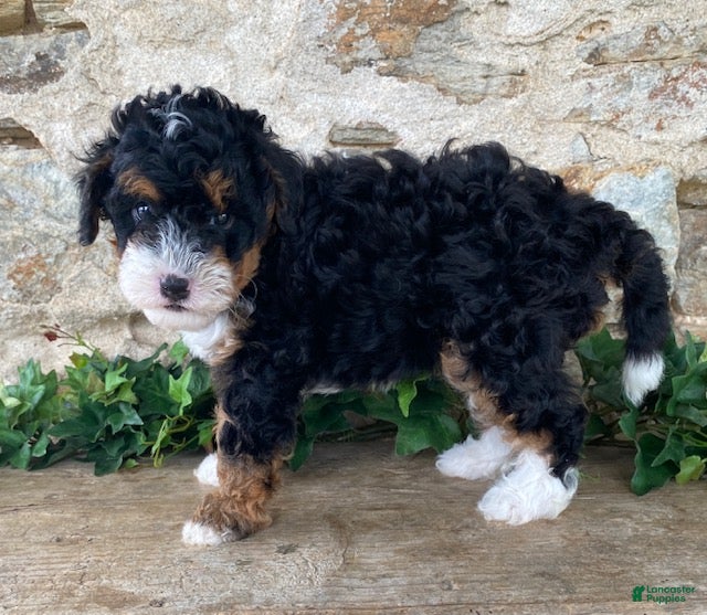 Mini Bernedoodle dogs Jack - Ad 2