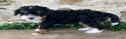 Mini Bernedoodle dogs for sale: Jack - Ad 2