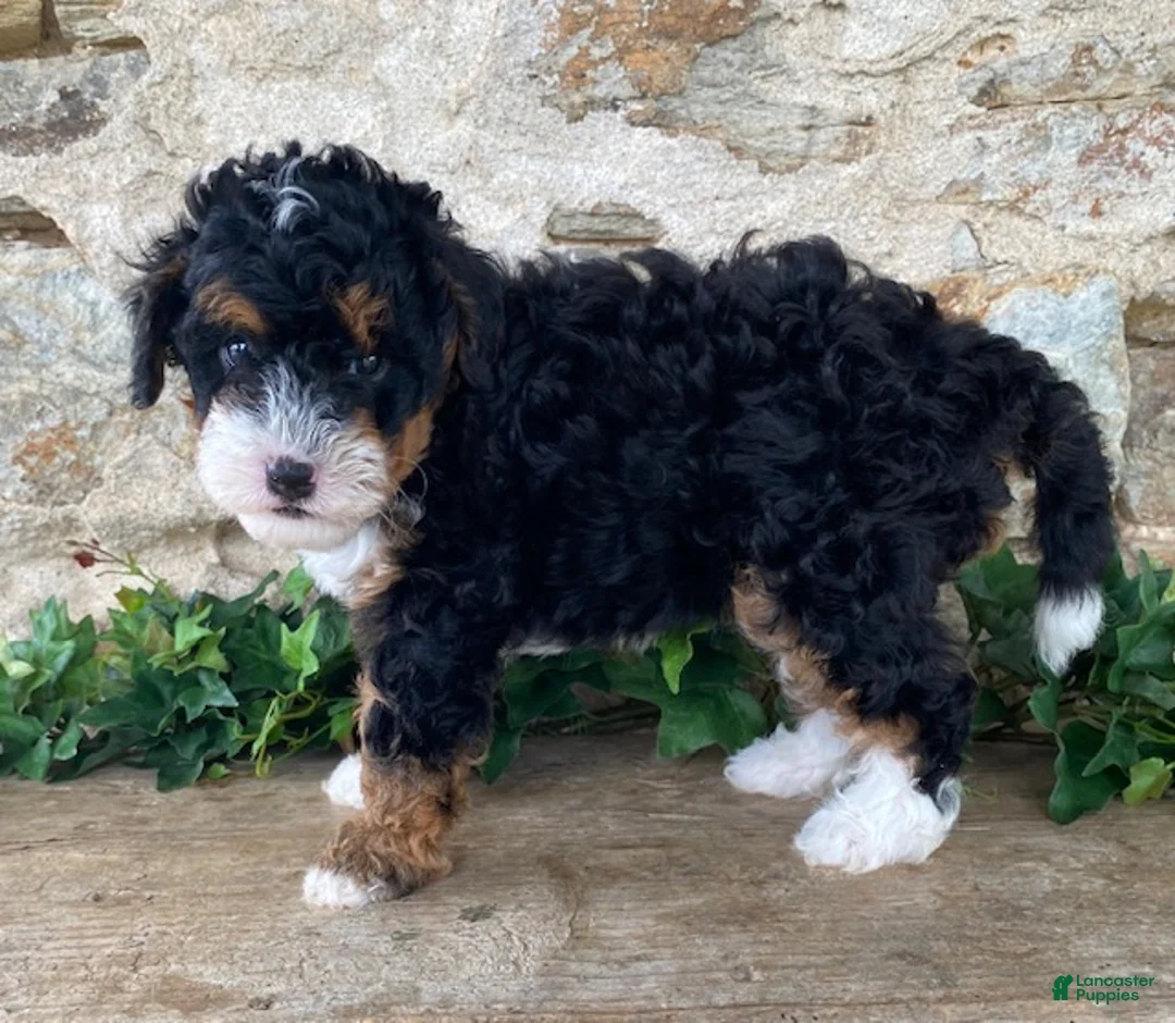 Mini Bernedoodle dogs for sale: Jack - Ad 2