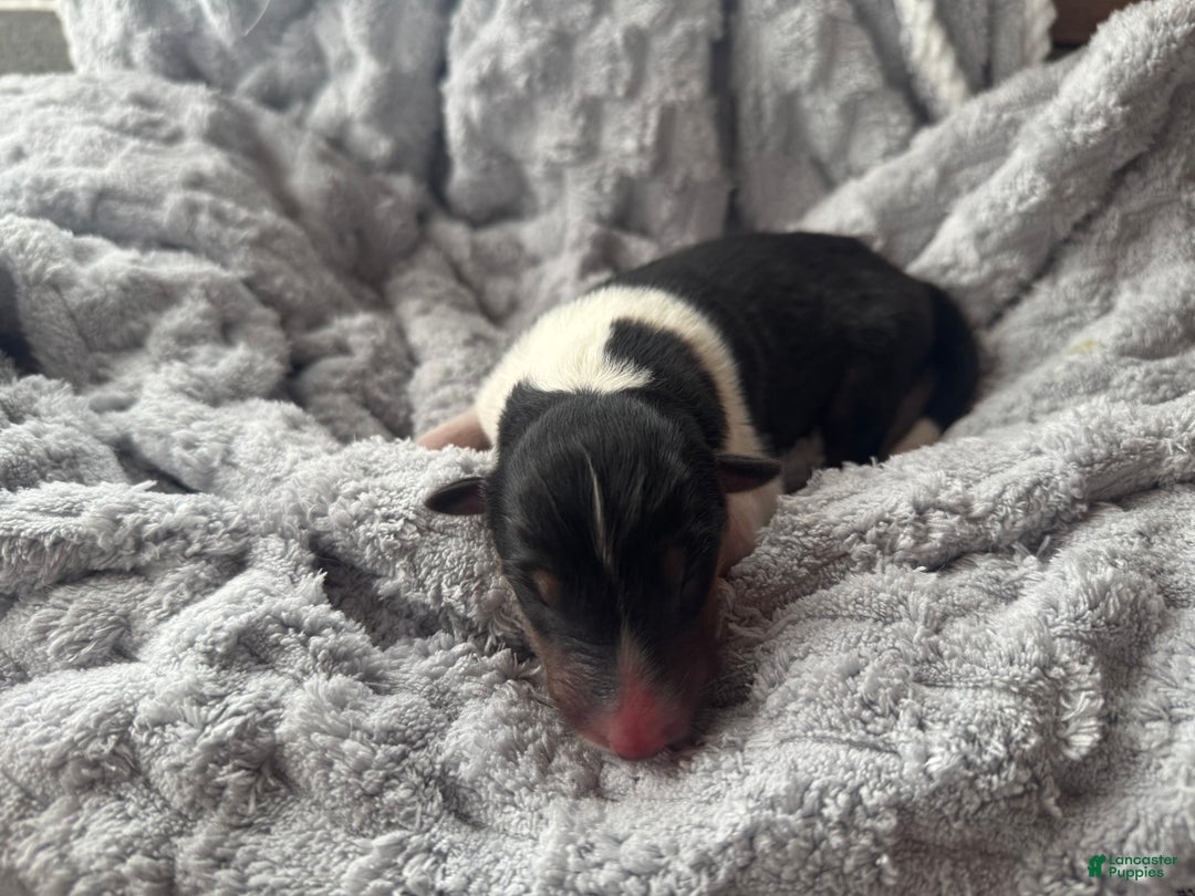 Collie dogs for sale: Lacey - Ad 5