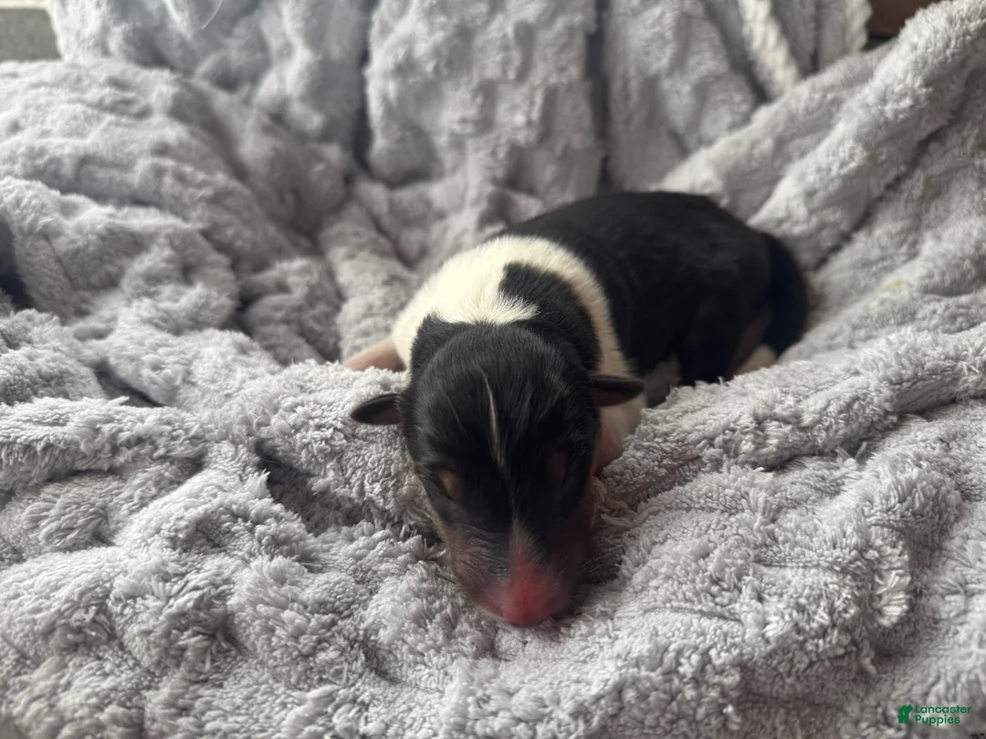 Collie dogs for sale: Lacey - Ad 5