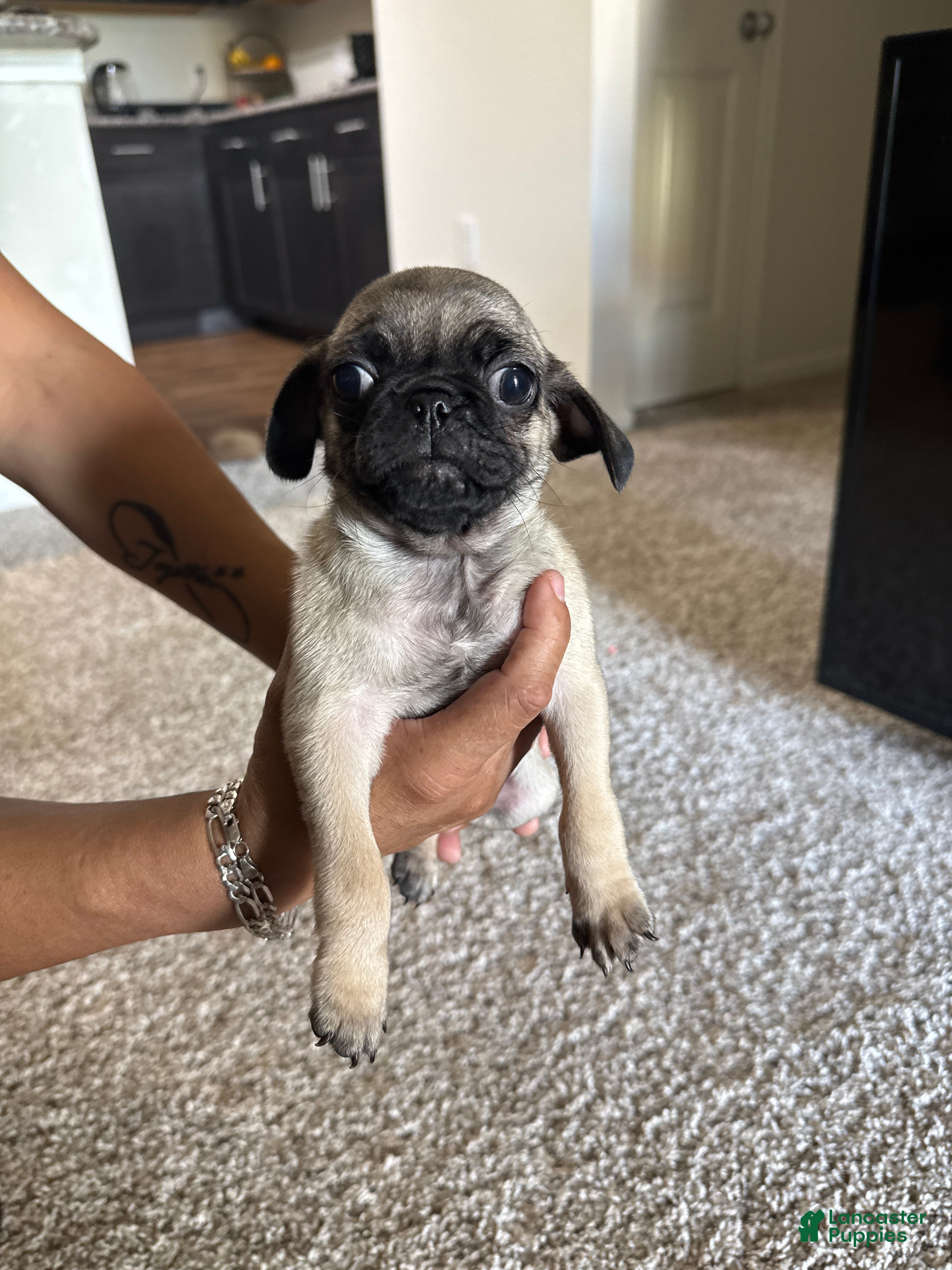 Pug Puppies for sale in Austin, Texas Lancaster Puppies